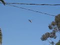 Police Helicopter Circling A Neighborhood