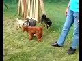 Dog run in Kashiwanoha. ??????????