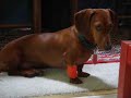 Dachshund ER Visit