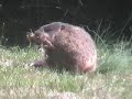 I Could Watch Woodchucks For Hours