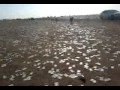 Bank truck wrecks in Egypt desert?? View Video