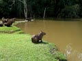 A Lenda da Capivara que late...