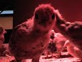 Poules d'ornement (poussins)