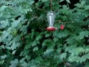 FLOCK OF HUMMERS 2 FLOCK OF HUMMERS 2