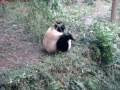 Crazy Panda Commando Roll