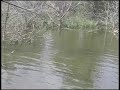 Amazing new topwater lure...see it in action! Amazing new topwater lure...see it in action!