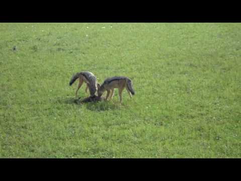 Jackals Hunting a Gazelle - Masai Mara Kenya