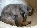 Cliquez pour voir la vid�o