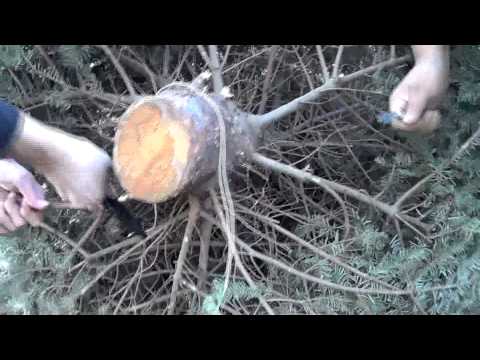 how to replant cut christmas tree