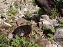 snapping turtle 2