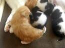 11 day old kittens