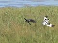 Avocet vs. Eurasian Jackdaw Avocet vs. Eurasian Jackdaw