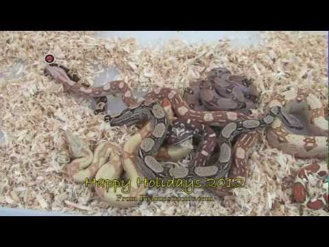 YouTube reptile video