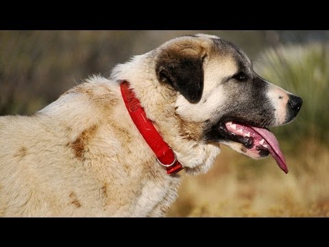 turkish shepherd dog - Today she's making her internet debut! This big girl works tirelessly to make sure her sheep are safe. No one gets into the yard without her approval- coyote...
