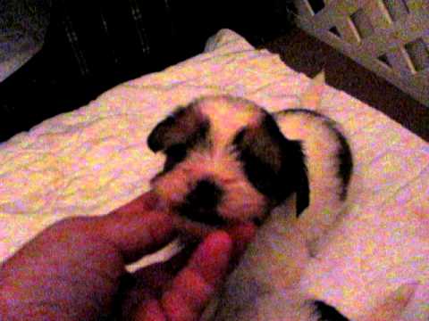 shorkie puppies playing