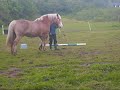 Haflinger 2eme séance travail en liberté