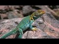 Field Herping Western Slope of Colorado Field Herping Western Slope of Colorado