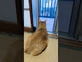 今晩もニャルソックしてる猫😺 #愛知県 #toraneko #cat #かわいい猫 #cute #cutecat #茶トラ猫 #猫のいる暮らし #猫のいる生活 #猫好きさんと繋がりたい