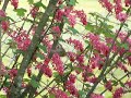 Rufous Hummingbird