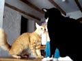 pelea de gatos