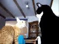pelea de gatos