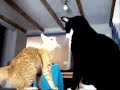 pelea de gatos