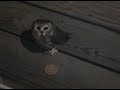 Baby Owl - Saw-Whet