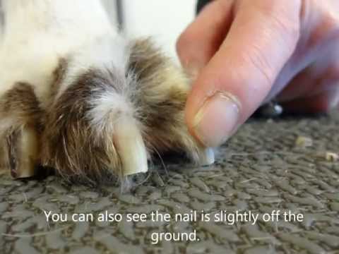 how to stop a dog nail bleed