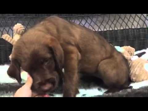 Spunky, Playful chocolate labradoodle baby girl