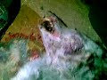 Wolf Attack in the Desert of northern Saudiحادثه حصلت شمال المملكة ... والقصة ان احد كبار السن كان نائم في البر مع مجموعة من الاصدقاء ففتح عينيه ووجد بجانبه ذئب فلزم الهدوء في فراشه فقام الذئب بسحب الغطاء من على الرجل واقترب الى فمه وقام بتحسس نفسه .. الرجل من الخوف زادت سرعة نفسه فهجم عليه الذئب ونهش وجهه كما هو في الصورة ..ثم بدأت معركة بين الذئب والرجل ومن حسن حظ الرجل انه كان معه ( محش) فقام بتسديد طعنات موفقه الى قلب الذئب اردته قتيلا ...-----------------An old man was sleeping in the desert as part of a camp trip with his friends. At one point he woke up and felt a wolf sniffing him. The man remained calm while the wolf pulled the blanked off the old man. At one point the wolf started sniffing the man's face and the man's breathing increased, at this point the wolf bit the man on his face. The man had a machete close to him and attacked the wolf by stabbing him in his heart. The wolf died, the man was sent to the hospital to stitch his severely cut lips.
