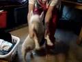 Westie doing the highland fling Westie doing the highland fling