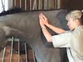 Equine Massage: Complete Short (cropped)