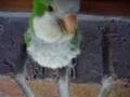 videos de pepita bep