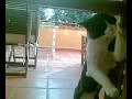 Napoleon enjoys cleaning windows