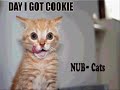 silly-kittens.html