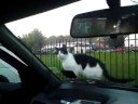 Spastic Cat 1