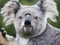 The Opera Singing Koala
