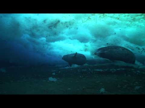 Meekijken op Antarctica... YouTube Preview Image