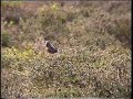 Dartford Warbler