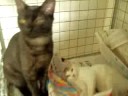 B�rbara e Fliper - Toca dos Gatinhos - para ado��o