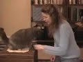 Cat clicker training Cat clicker training