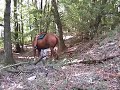 Heinz Welz longiert sein Pferd einen Hügel hoch an einem sieben Meter langen Seil (www.heinzwelz.de)