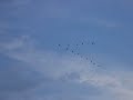 Thousands cranes flying in at Linum/Brandenburg