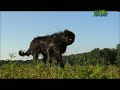 Dogs 101: Newfoundland Dogs 101: Newfoundland