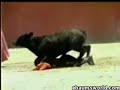 Bull Humps Midget Cowboy