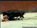 Bull Humps Midget Cowboy
