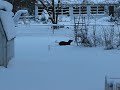 rILEY IN THE SNOW rILEY IN THE SNOW