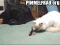 Katze vs Krabbe Katze vs Krabbe