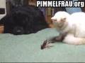 Katze vs Krabbe