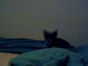 kitten is a bada$$